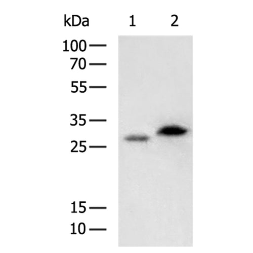 CD63 rabbit polyclonal antibody