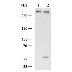 ATR rabbit polyclonal antibody