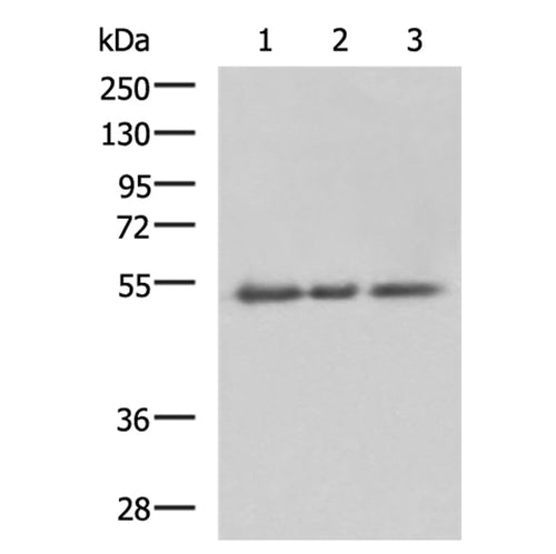 CD47 rabbit polyclonal antibody