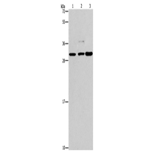 CRKL rabbit polyclonal antibody