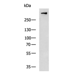 COL7A1 rabbit polyclonal antibody