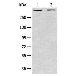 PRKDC rabbit polyclonal antibody