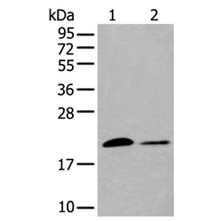 HSPB6 rabbit polyclonal antibody