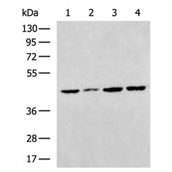 LTB4R2 rabbit polyclonal antibody