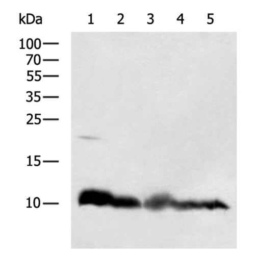 NDUFA4 rabbit polyclonal antibody