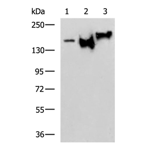NEFM rabbit polyclonal antibody