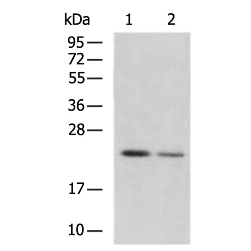 RAB8A rabbit polyclonal antibody