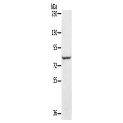 RNF43 rabbit polyclonal antibody