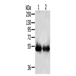 SERINC3 rabbit polyclonal antibody