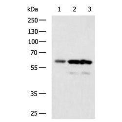 SGPL1 rabbit polyclonal antibody