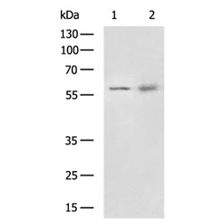 SLC43A2 rabbit polyclonal antibody