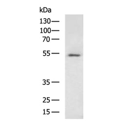 SMOC2 rabbit polyclonal antibody