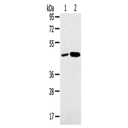 SNX5 rabbit polyclonal antibody