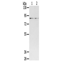 SPON1 rabbit polyclonal antibody