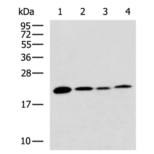 TREM2 rabbit polyclonal antibody