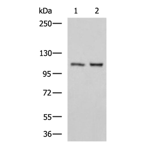 AP2A1 rabbit polyclonal antibody