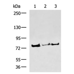 COLEC12 rabbit polyclonal antibody