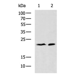 TMEM97 rabbit polyclonal antibody