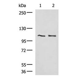 GANAB rabbit polyclonal antibody