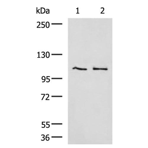 GANAB rabbit polyclonal antibody