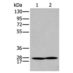 HOXA9 rabbit polyclonal antibody
