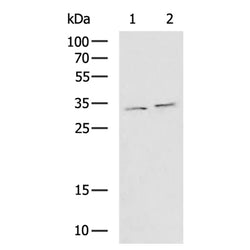 HOXC4 rabbit polyclonal antibody