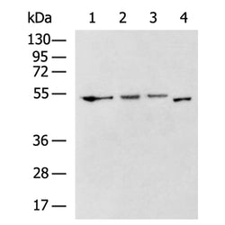 WDSUB1 rabbit polyclonal antibody