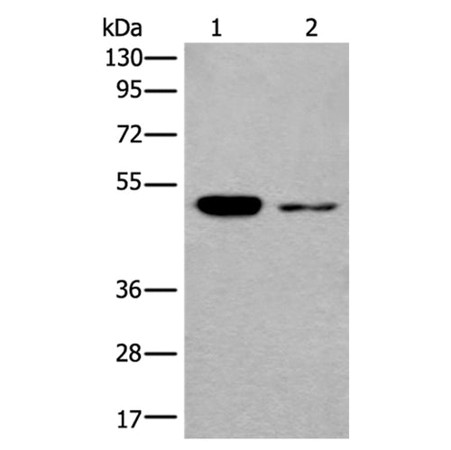 B3GNT3 rabbit polyclonal antibody