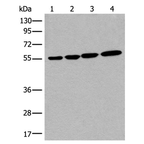 CD276 rabbit polyclonal antibody