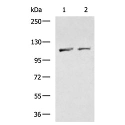 XPO1 rabbit polyclonal antibody