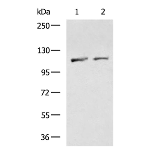XPO1 rabbit polyclonal antibody