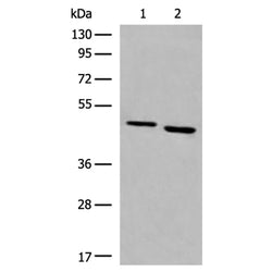 NR2F1 rabbit polyclonal antibody