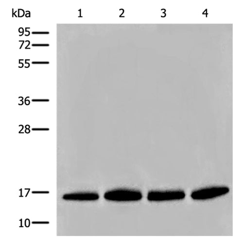 H2BC1 rabbit polyclonal antibody