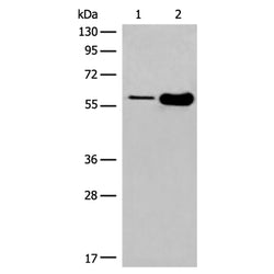 DLL3 rabbit polyclonal antibody