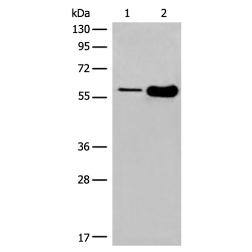 DLL3 rabbit polyclonal antibody