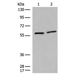DMAP1 rabbit polyclonal antibody