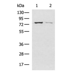 ELMO2 rabbit polyclonal antibody