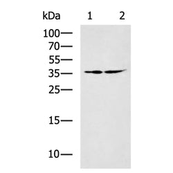 FAM50A rabbit polyclonal antibody