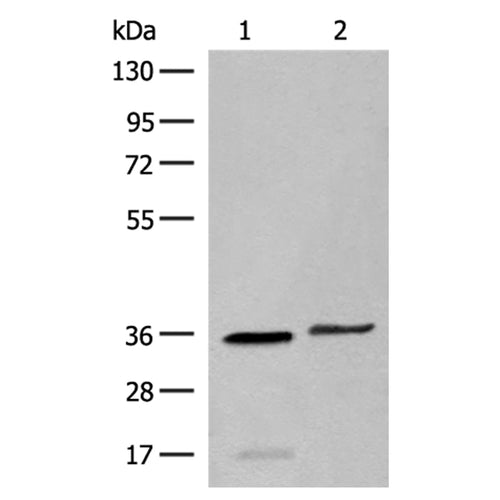 LGALS4 rabbit polyclonal antibody