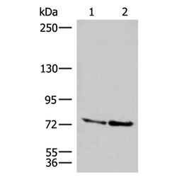 DNAJC14 rabbit polyclonal antibody