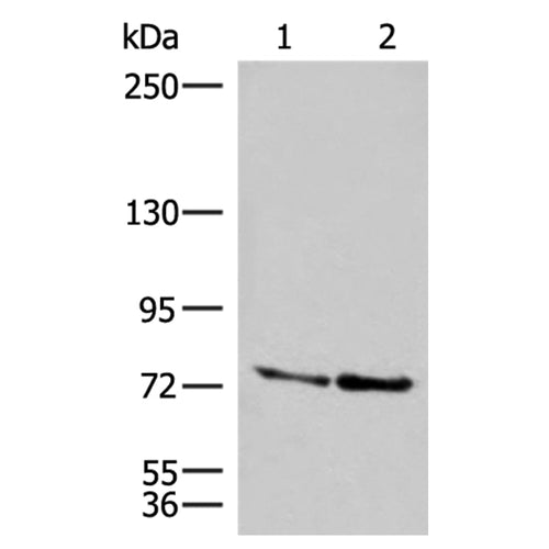 DNAJC14 rabbit polyclonal antibody