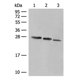 PCTP rabbit polyclonal antibody