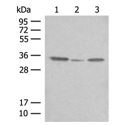 CNPY3 rabbit polyclonal antibody