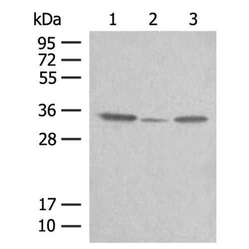 CNPY3 rabbit polyclonal antibody