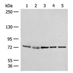 POLH rabbit polyclonal antibody