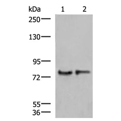 GPSM1 rabbit polyclonal antibody