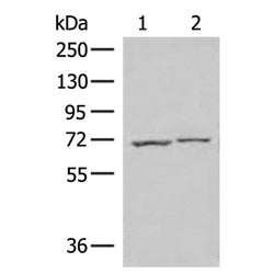 ECD rabbit polyclonal antibody
