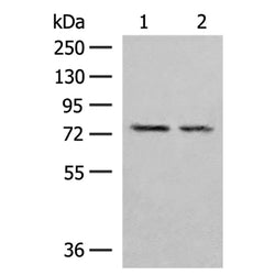 PDIA4 rabbit polyclonal antibody