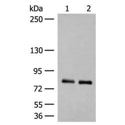 NGEF rabbit polyclonal antibody