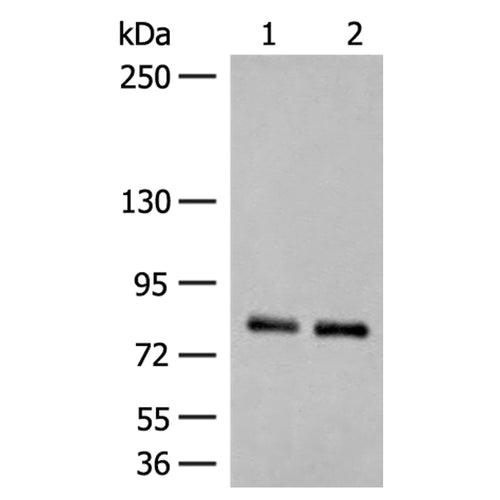 NGEF rabbit polyclonal antibody